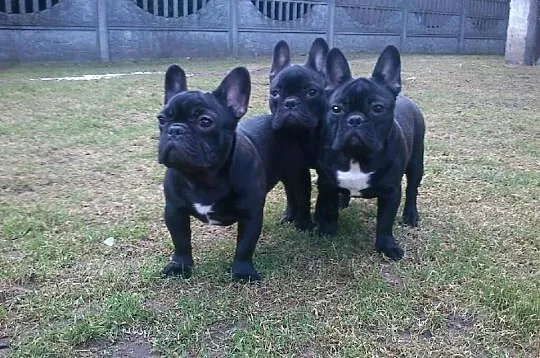 Buldog Francuski FCI Po CHP.