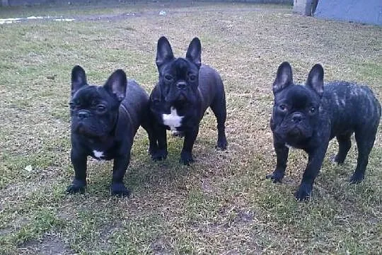 Buldog Francuski FCI Po CHP.