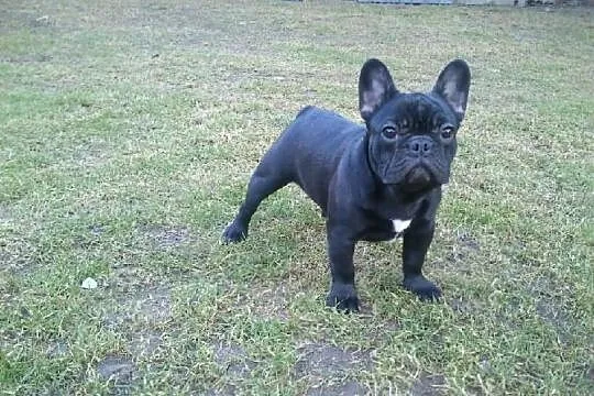 Buldog Francuski FCI Po CHP.