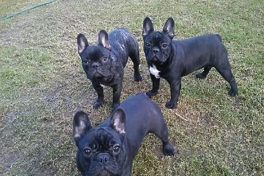 Buldog Francuski FCI Po CHP.
