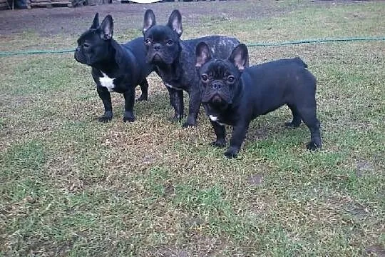 Buldog Francuski FCI Po CHP.