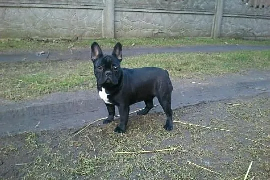 Buldog Francuski FCI Po CHP.