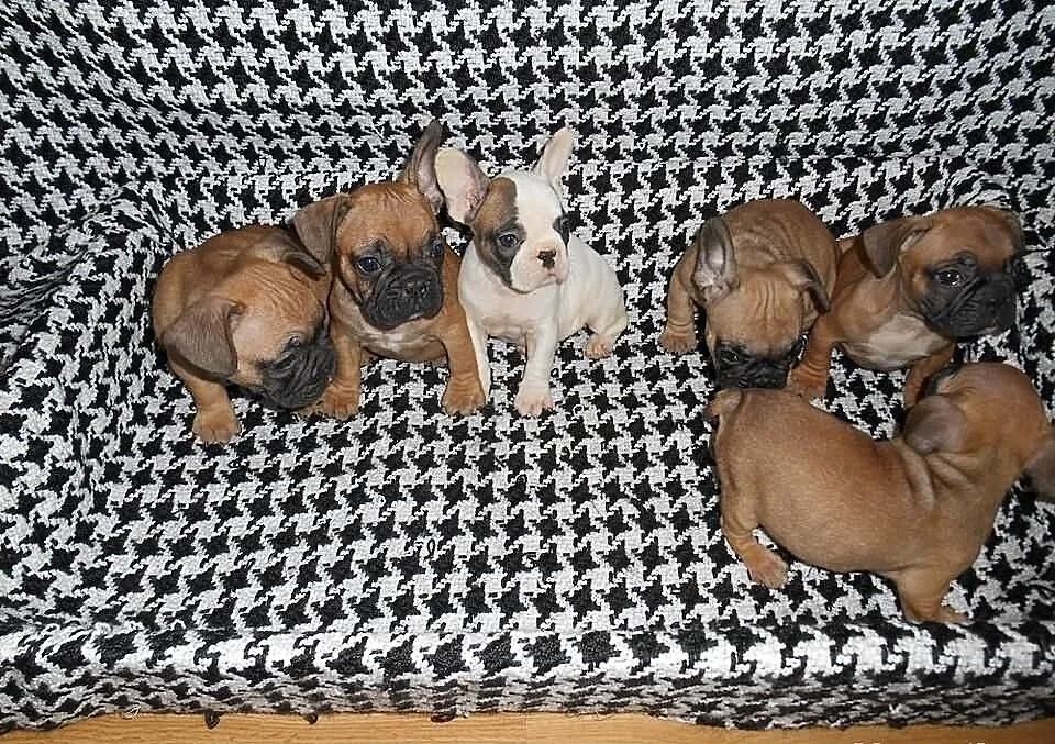 Sprzedam buldogi francuskie buldog francuski zapra