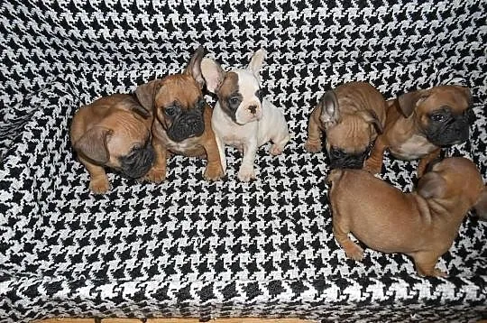 Sprzedam buldogi francuskie buldog francuski zapra