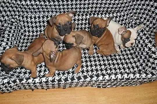 Sprzedam buldogi francuskie buldog francuski zapra