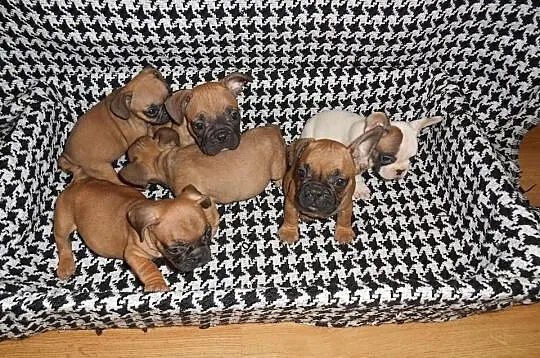 Sprzedam buldogi francuskie buldog francuski zapra