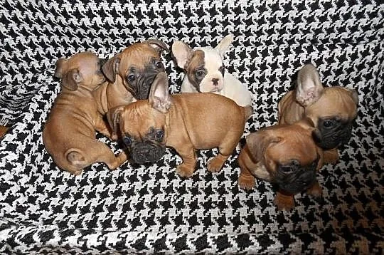 Sprzedam buldogi francuskie buldog francuski zapra