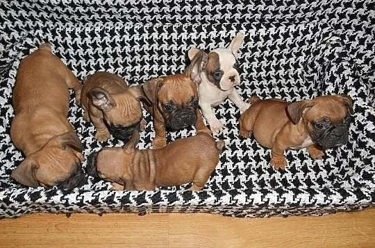 Sprzedam buldogi francuskie buldog francuski zapra