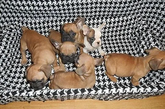 Sprzedam buldogi francuskie buldog francuski zapra