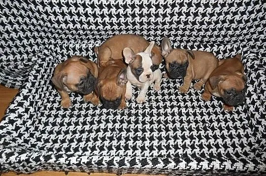 Sprzedam buldogi francuskie buldog francuski zapra