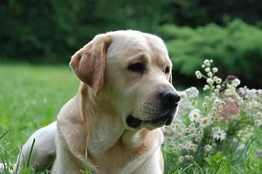 Labrador Retriver - Reproduktor - Champion Polski