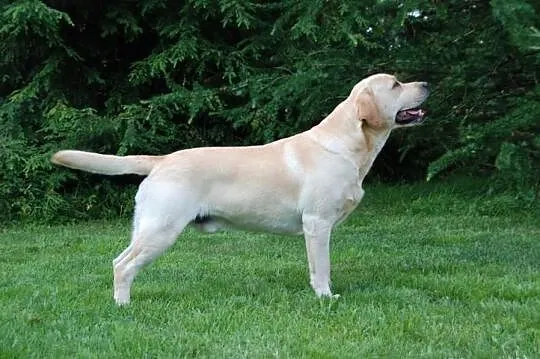 Labrador Retriver - Reproduktor - Champion Polski