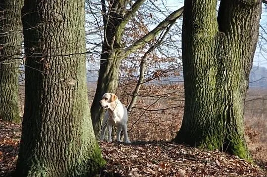 Labrador Retriver - Reproduktor - Champion Polski