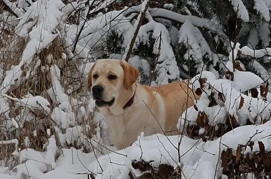 Labrador Retriver - Reproduktor - Champion Polski
