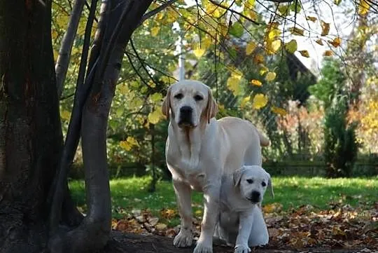 Labrador Retriver - Reproduktor - Champion Polski