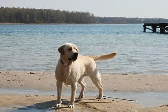 Labrador Retriver - Reproduktor - Champion Polski