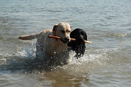 Labrador Retriver - Reproduktor - Champion Polski