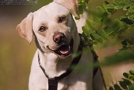 BUDYŃ - roczny LABRADOR mix - czyli ogrom BISZKOPT