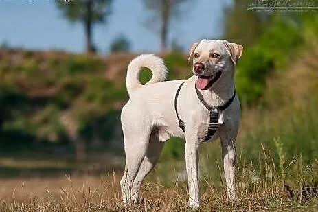 BUDYŃ - roczny LABRADOR mix - czyli ogrom BISZKOPT