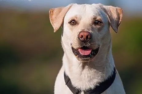 BUDYŃ - roczny LABRADOR mix - czyli ogrom BISZKOPT