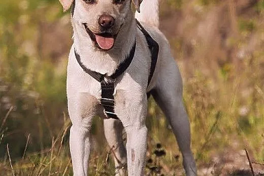 BUDYŃ - roczny LABRADOR mix - czyli ogrom BISZKOPT