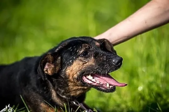 KRUKI na swój dom czeka i na miłość CZŁOWIEKA!, , Lublin