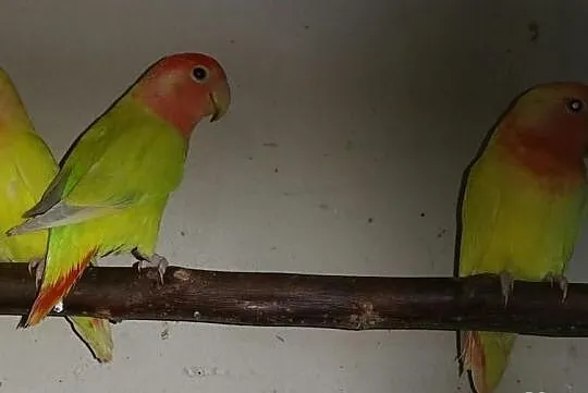 Papugi faliste i nierozłączki