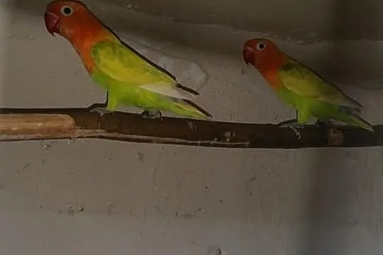 Papugi faliste i nierozłączki