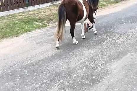 Bezpieczna dla dzieci Kucynka, Zachodniopomorskie, Grzybno