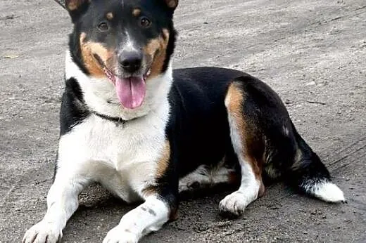 Hugo - ładny psiak, tricolor :),  warmińsko-mazurskie Olsztyn