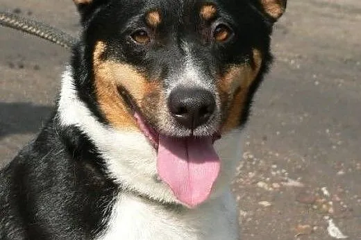Hugo - ładny psiak, tricolor :),  warmińsko-mazurs