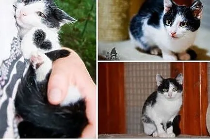 3 kociaki pięknie umaszczone , młodziutkie ,  mało