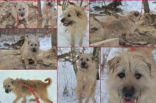 Pokochaj i przygarnij Mochera