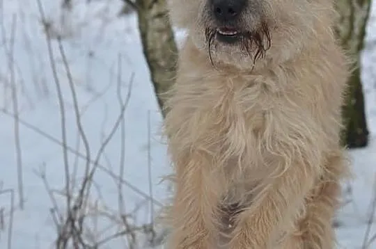 Pokochaj i przygarnij Mochera