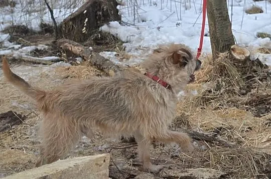 Pokochaj i przygarnij Mochera