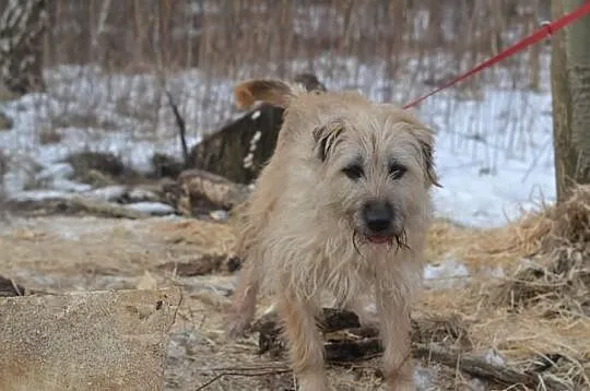 Pokochaj i przygarnij Mochera