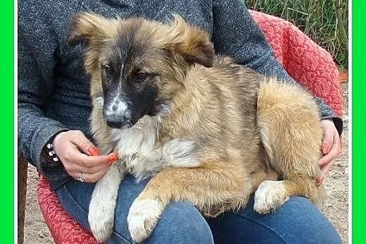 6 mies. szczeniak,duża,spokojna suczka,szczepiona.ADOPCJA,  małopolskie Kraków