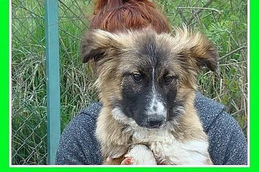 6 mies. szczeniak,duża,spokojna suczka,szczepiona.