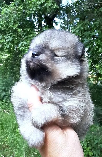 Szpic miniaturowy parka, Łódzkie, Pabianice