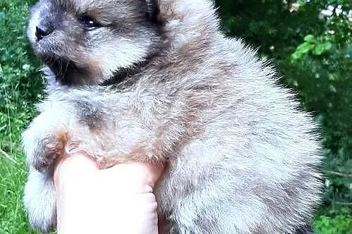 Szpic miniaturowy parka, Łódzkie, Pabianice