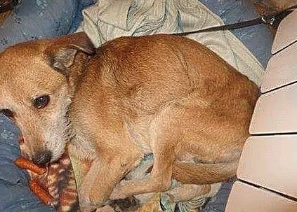 Reksio super piesek czeka bardzo na swojego człowieka !!!!, Łódzkie, Łódź