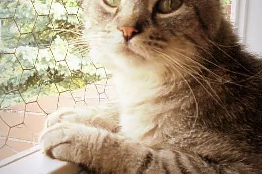 Słodki Robal do adopcji! ♥,  mazowieckie