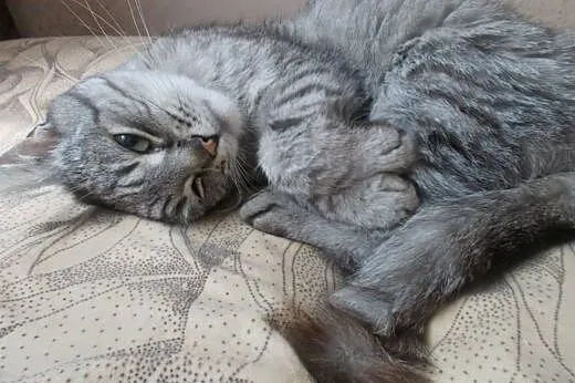 Słodki Robal do adopcji! ♥,  mazowieckie