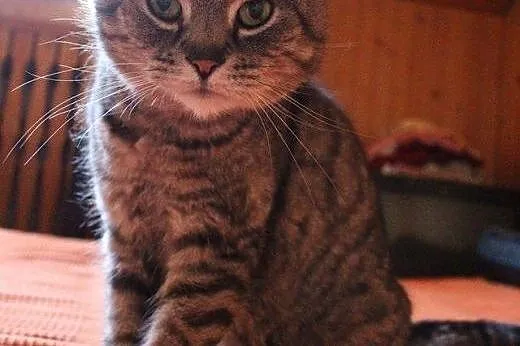 Słodki Robal do adopcji! ♥,  mazowieckie