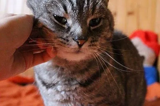Słodki Robal do adopcji! ♥,  mazowieckie