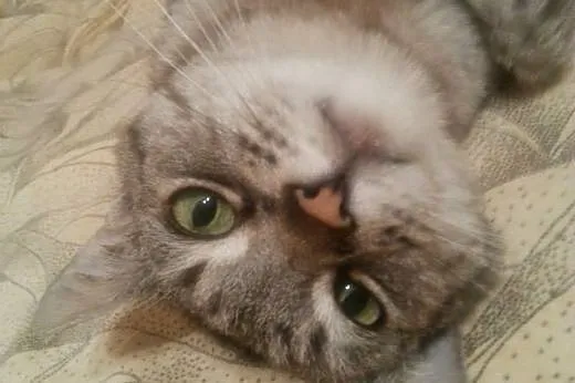 Słodki Robal do adopcji! ♥,  mazowieckie