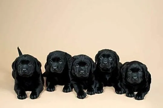 Labrador retriever szczenięta 8 tygodni, Wielkopolskie, Pleszew