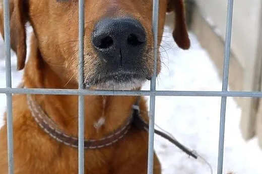 Przepiękny, karmelowy MORIS szuka odpowiedzialnego