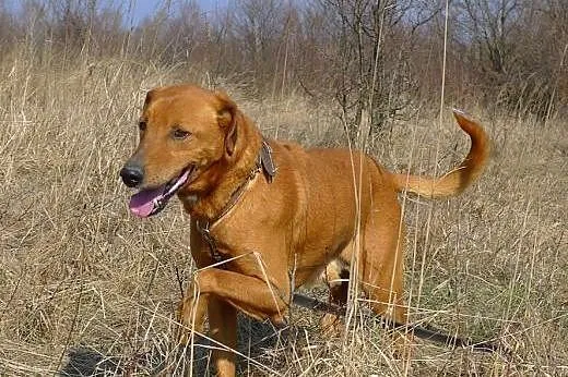 Przepiękny, karmelowy MORIS szuka odpowiedzialnego