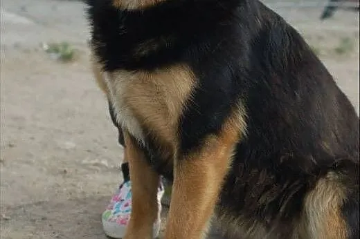 Dalia - łagodna, posłuszna, ułożona suczka ADOPCJA,  Kundelki cała Polska